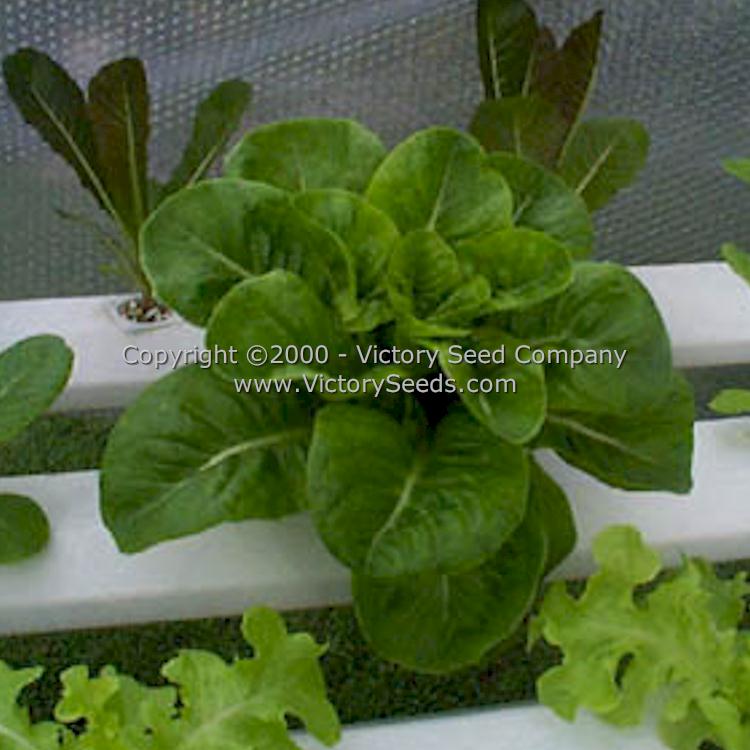 Buttercrunch Bibb Lettuce - Victory Seeds® – Victory Seed Company