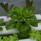 'Buttercrunch' bibb lettuce being grown hydoponically.