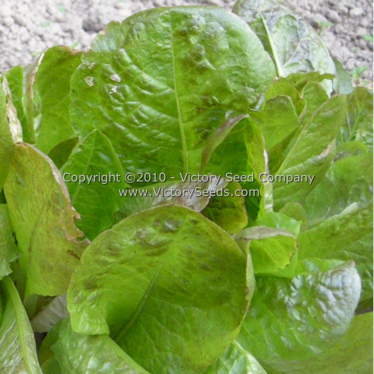 'Cimmaron' Romaine/Cos lettuce.