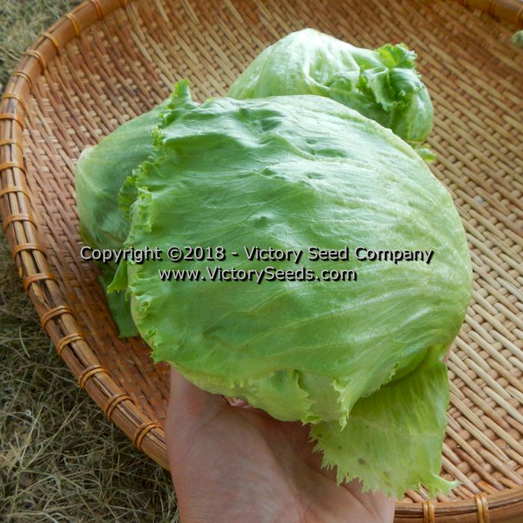 'Great Lakes 659' lettuce.
