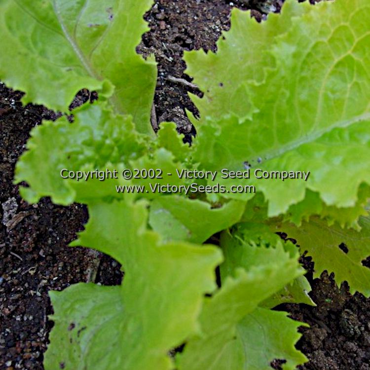A young plant of 'Hanson Improved' head lettuce at the thinning stage.
