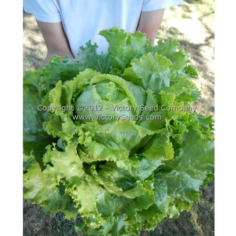 'Hanson Improved' head lettuce as harvested from the garden.