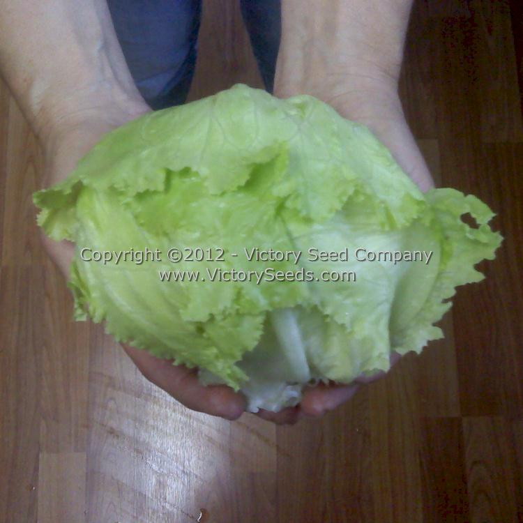 A trimmed head of 'Hanson Improved' lettuce.