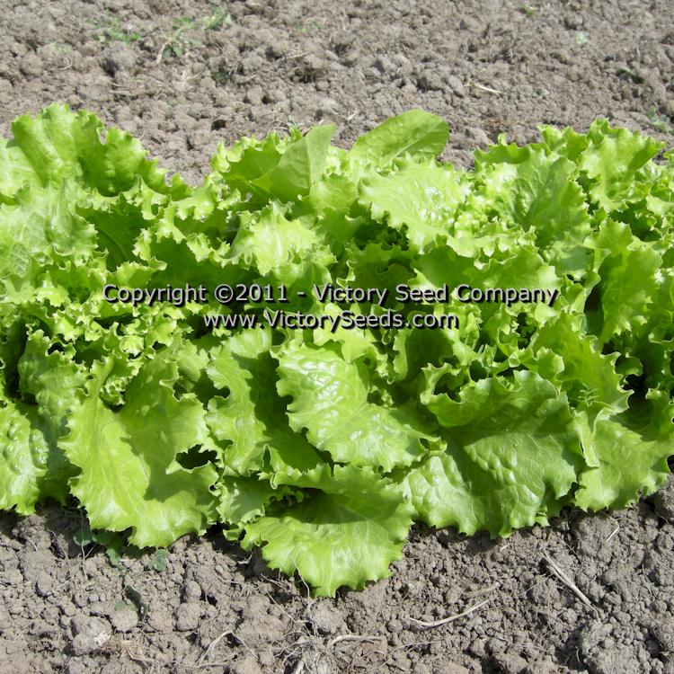 'Hanson Improved' head lettuce seedlings.