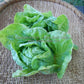 'Kagraner Sommer' lettuce.
