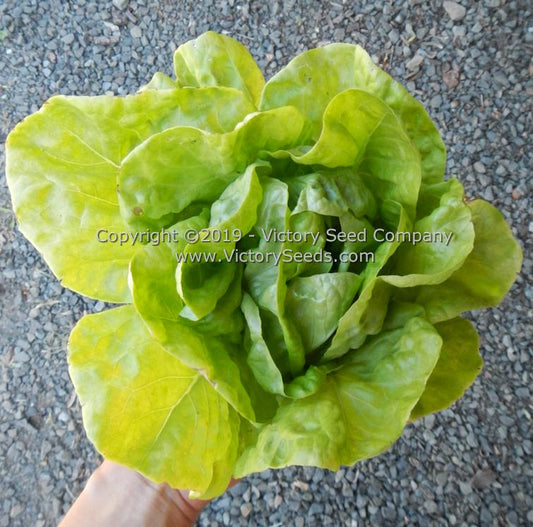 'Kagraner Sommer' lettuce head.