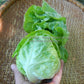 'Kagraner Sommer' lettuce heart.