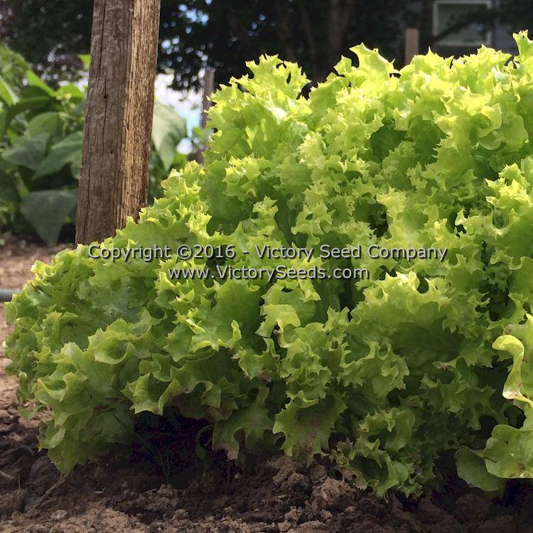 'Lollo Bionda' leaf lettuce.