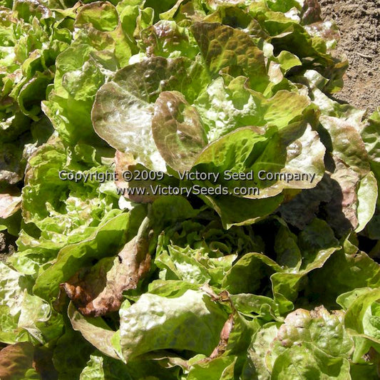 'Bronze Migonette' lettuce.