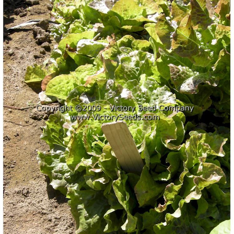 'Bronze Migonette' lettuce.