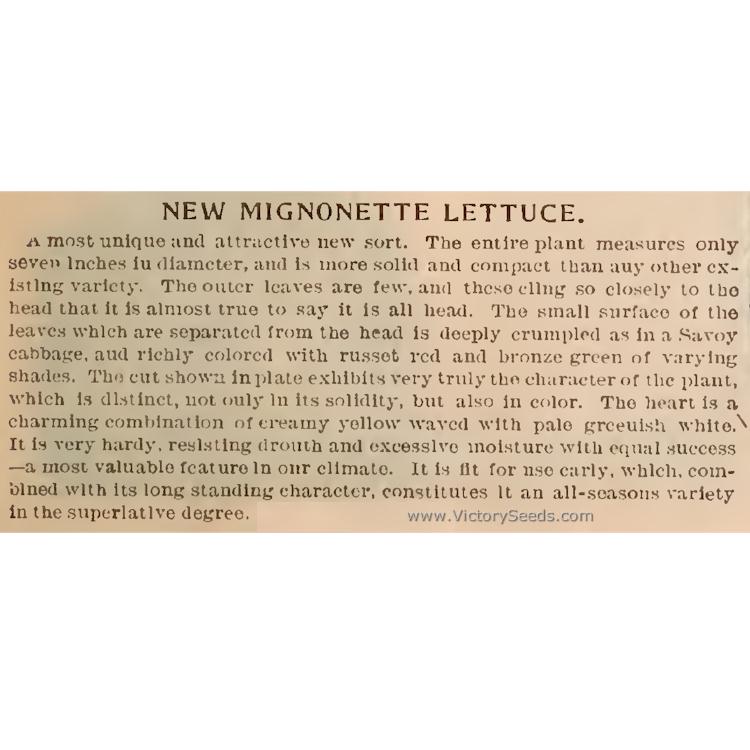 The description of 'Migonette' lettuce from the 1896 Iowa Seed Company catalog.