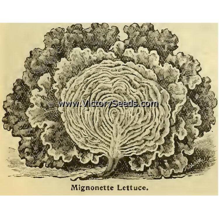 'Migonette' lettuce from William Henry Maule's 1897 seed annual.