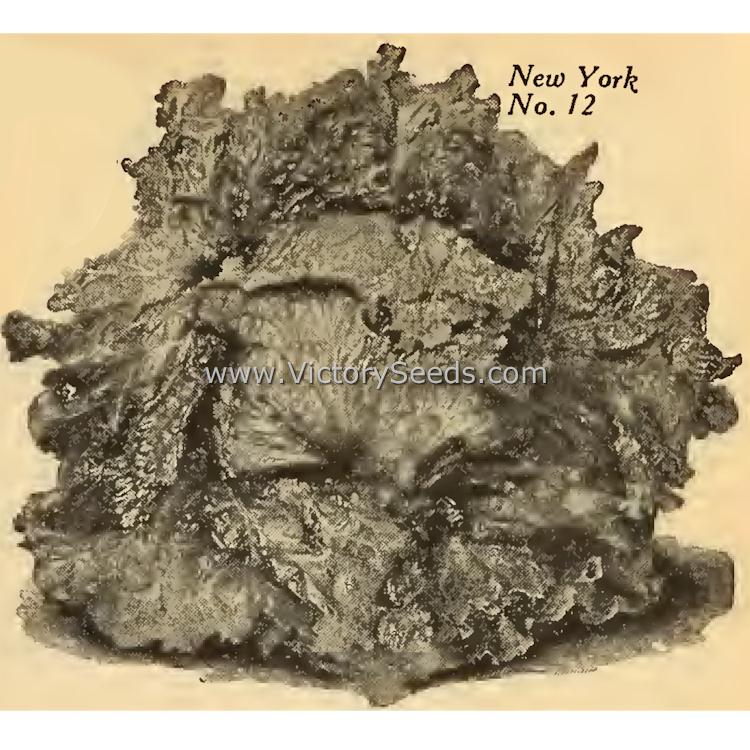 'New York 12' crisphead lettuce from the 1940 William Henry Maule seed catalog.