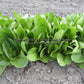 'Parris Island Cos' romaine lettuce planted to closely and in need of careful thinning.