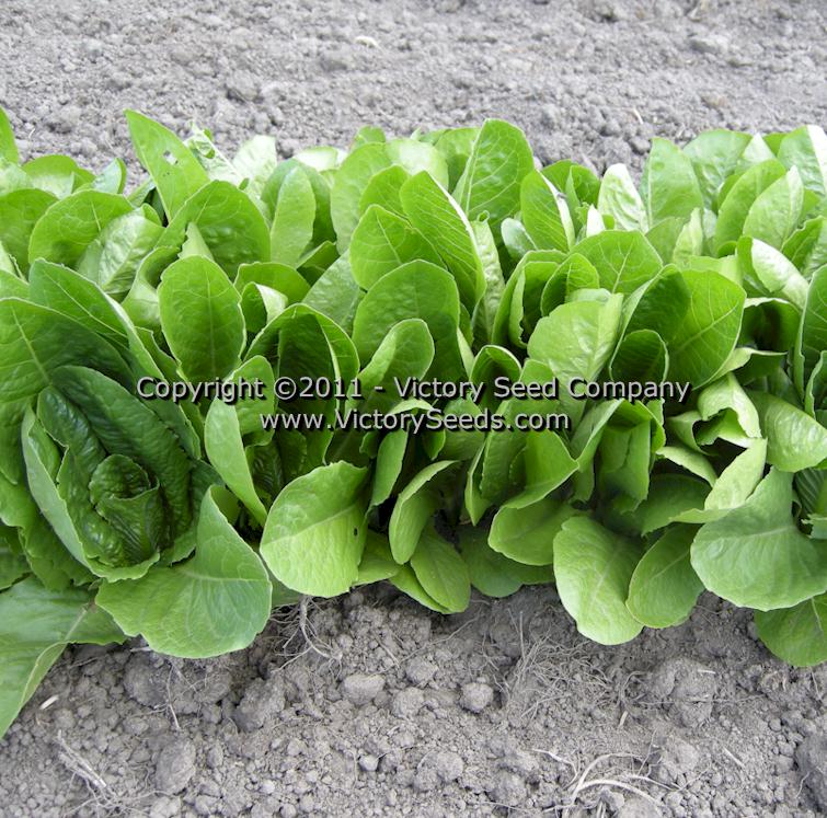 'Parris Island Cos' romaine lettuce planted to closely and in need of careful thinning.
