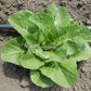 'Parris Island Cos' Romaine lettuce.