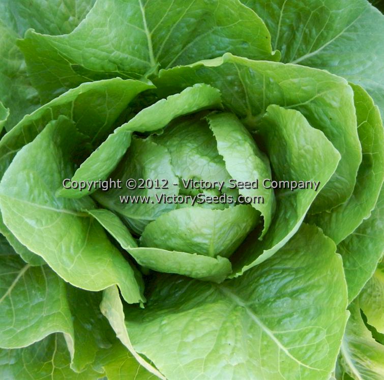 'Parris Island Cos' Romaine lettuce.
