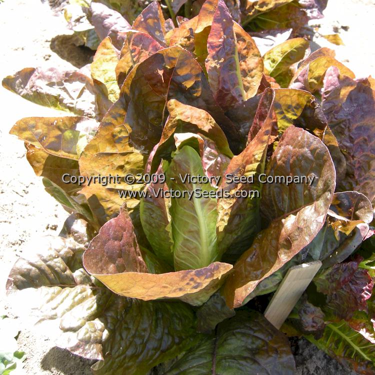 'Red Romaine' lettuce.