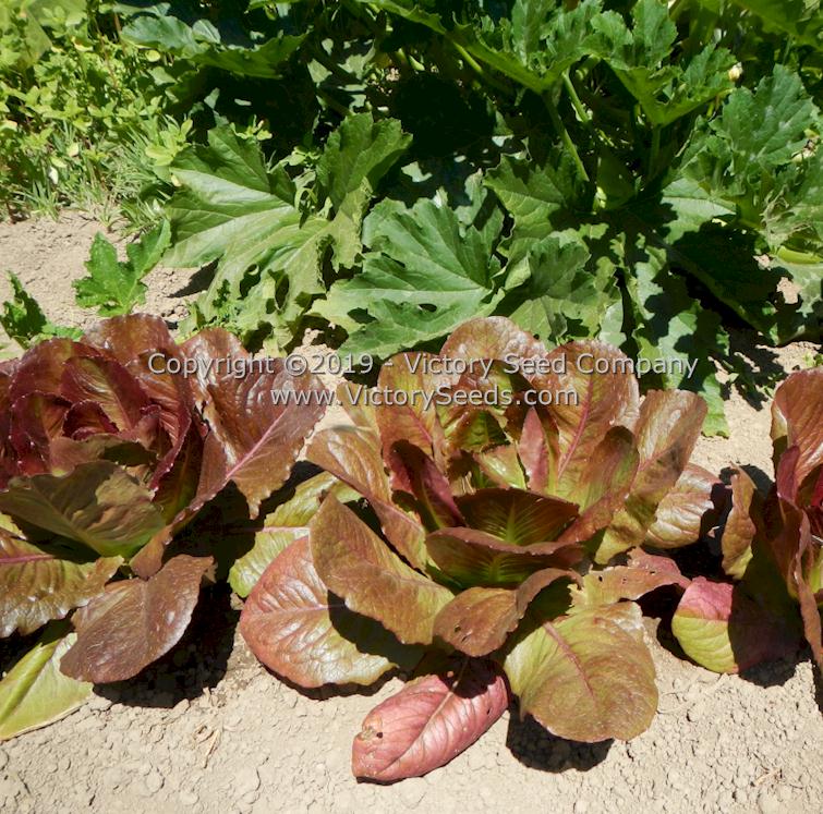 'Rouge d'Hiver' lettuce showing proper spacing for optimal development.