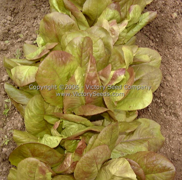 Immature 'Rouge d'Hiver' lettuce. This planting needed to be thinned!