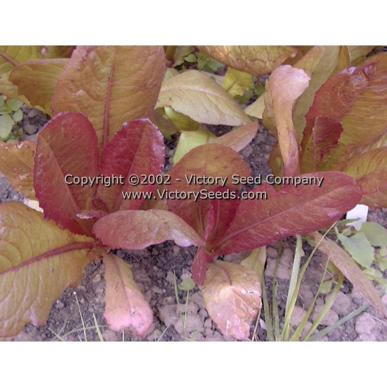 Immature 'Rouge d'Hiver' lettuce exhibiting deeper red coloring.