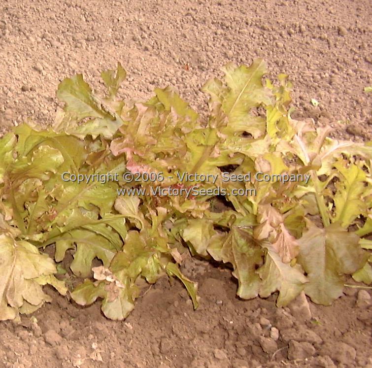 'Red Salad Bowl' leaf lettuce.