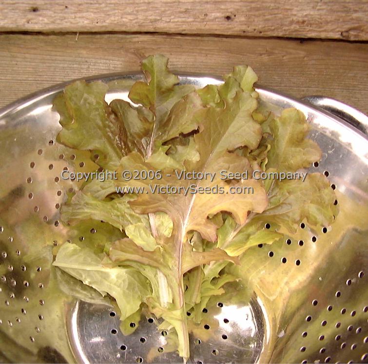 'Red Salad Bowl' leaf lettuce leaves.