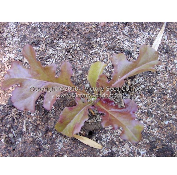 An immature 'Red Salad Bowl' leaf lettuce plant.
