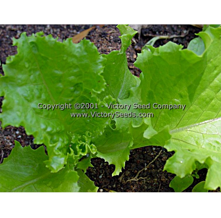 A 'Waldmann's Green' leaf lettuce seedling.