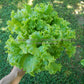 'Waldmann's Green' leaf lettuce.