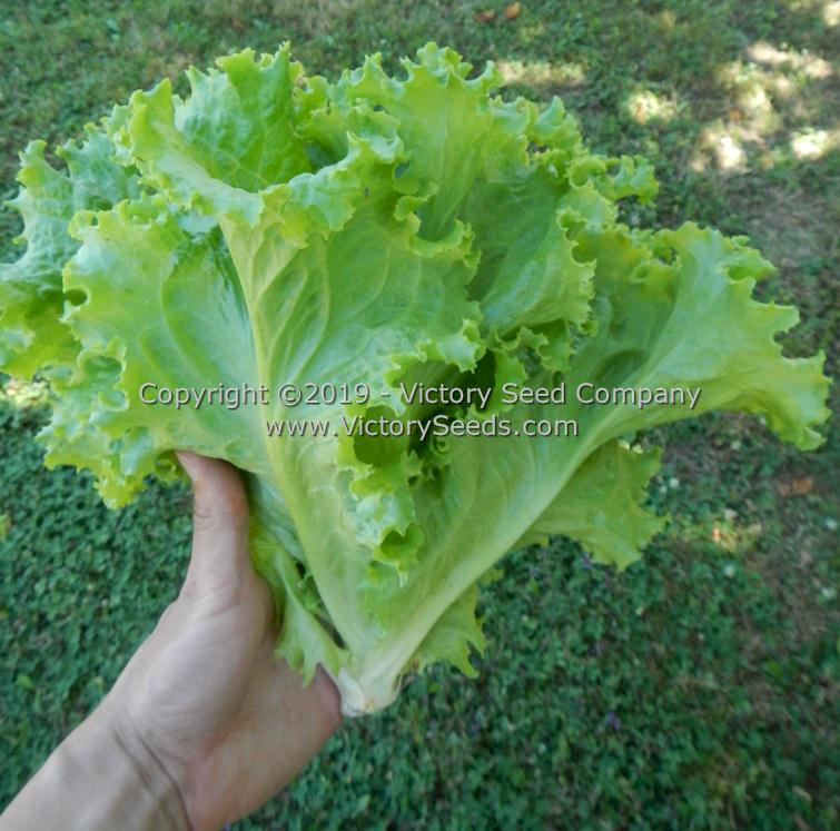 'Waldmann's Green' leaf lettuce.