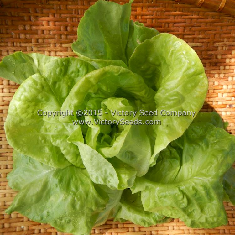 'Wayahead' butterhead lettuce.
