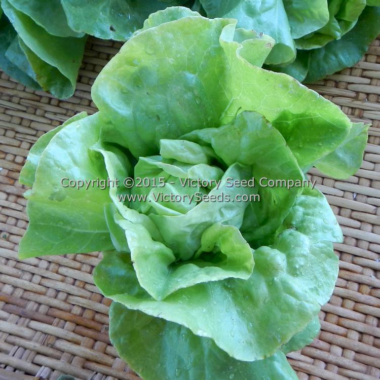 'Wayahead' butterhead lettuce.