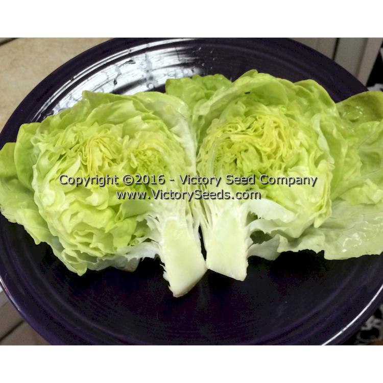 'White Boston' lettuce inside.