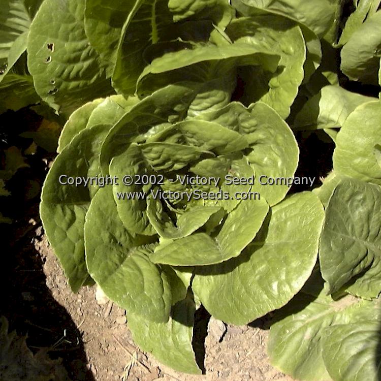 'Winter Density' bibb-romaine lettuce.