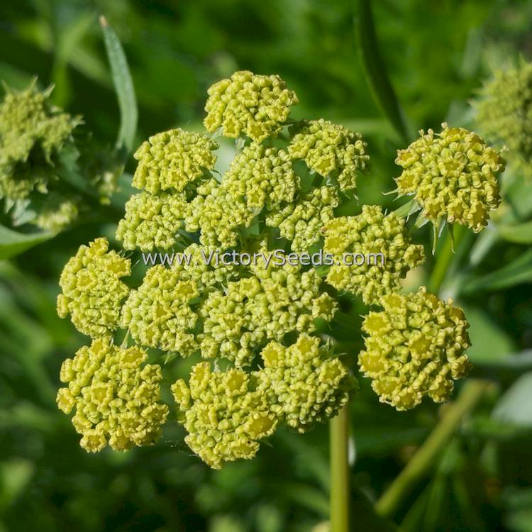 A 'Lovage' (<i>Levisticum officinale</i>) flower head. Photo by Karen Hine of Ontario, Canada.