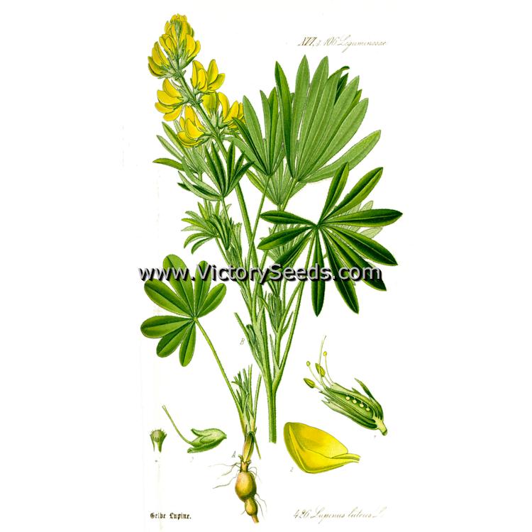 A botanical print of 'Yellow Lupine' from "Flora von Deutschland, Österreich und der Schweiz," by Dr. Otto Wilhelm Thomé, 1885, Gera, Germany.