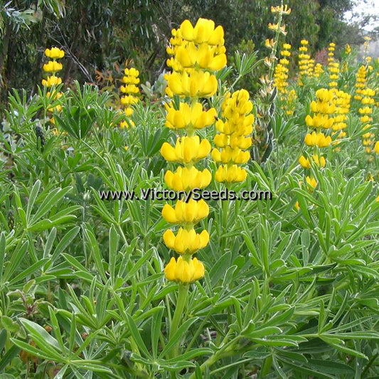 'Yellow Lupine' (<i>Lupinus luteus</i>) flowers.