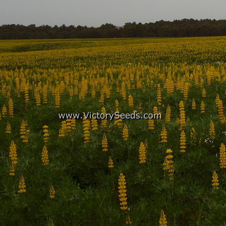 A field of 'Yellow Lupine' (<i>Lupinus luteus</i>) in full bloom.