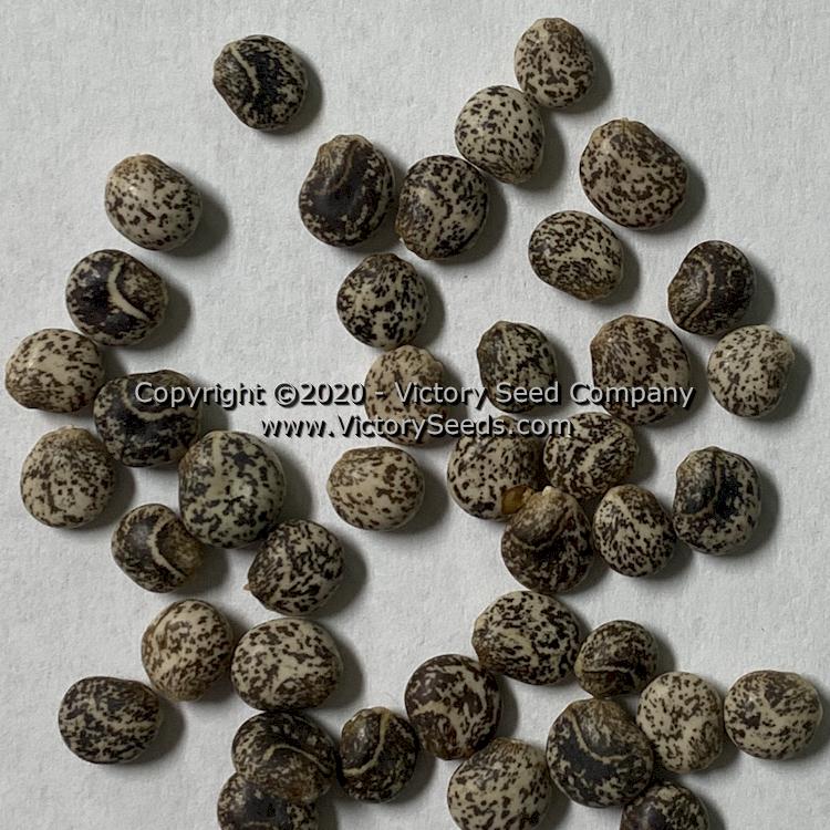 'Yellow Lupine' (<i>Lupinus luteus</i>) seeds.