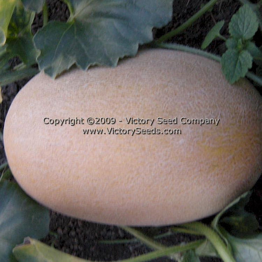 'Altaiskaya' melon.