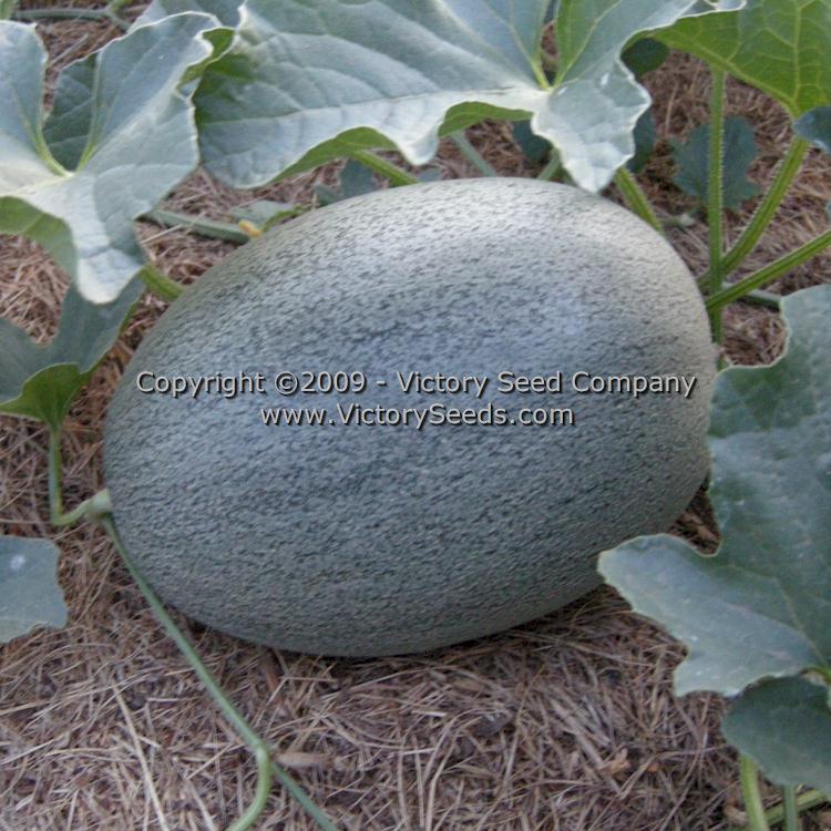 Immature 'Altaiskaya' melon.