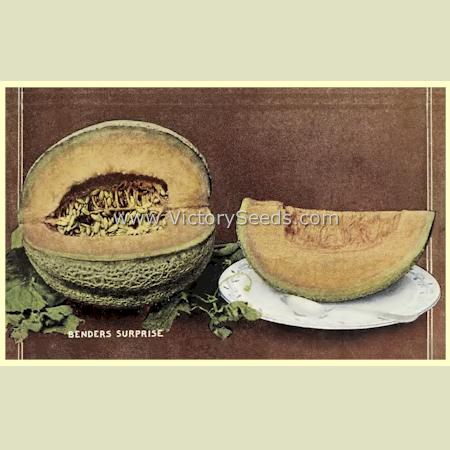 'Bender's Surprise' melon from the cover of the 1920 Harris Seeds catalog..