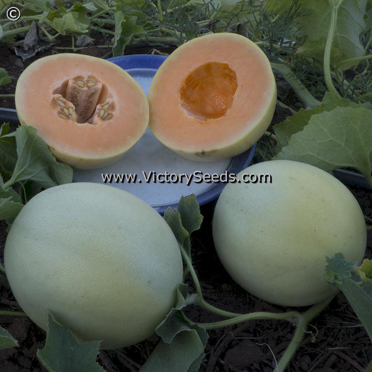 'Orange Flesh Honeydew' melon - Photo sent in by M. Beug from Washington.