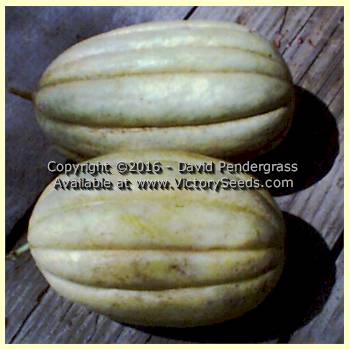 'Old Time Tennessee' muskmelon. Image sent in by David Pendergrass of Tennessee.
