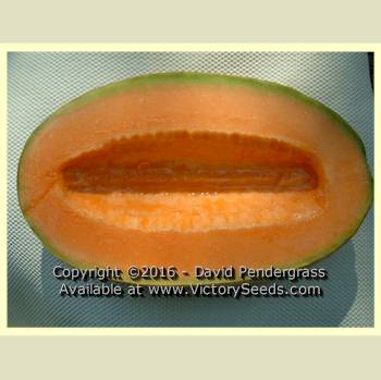'Old Time Tennessee' muskmelon. Image sent in by David Pendergrass of Tennessee.