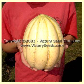 'Old Time Tennessee' muskmelon grown in Oregon.