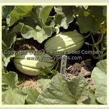 Immature 'Old Time Tennessee' muskmelon on the vine in Oregon.