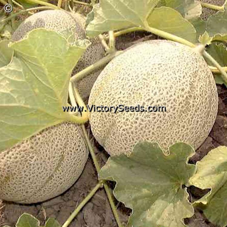 'Planter's Jumbo' melons.