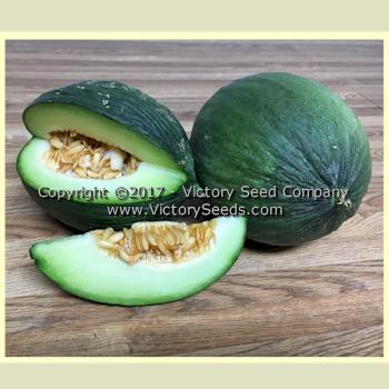 'Tendral Verde Tardif' melons.